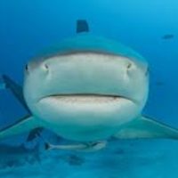 Tiburones dan positivo a cocaína