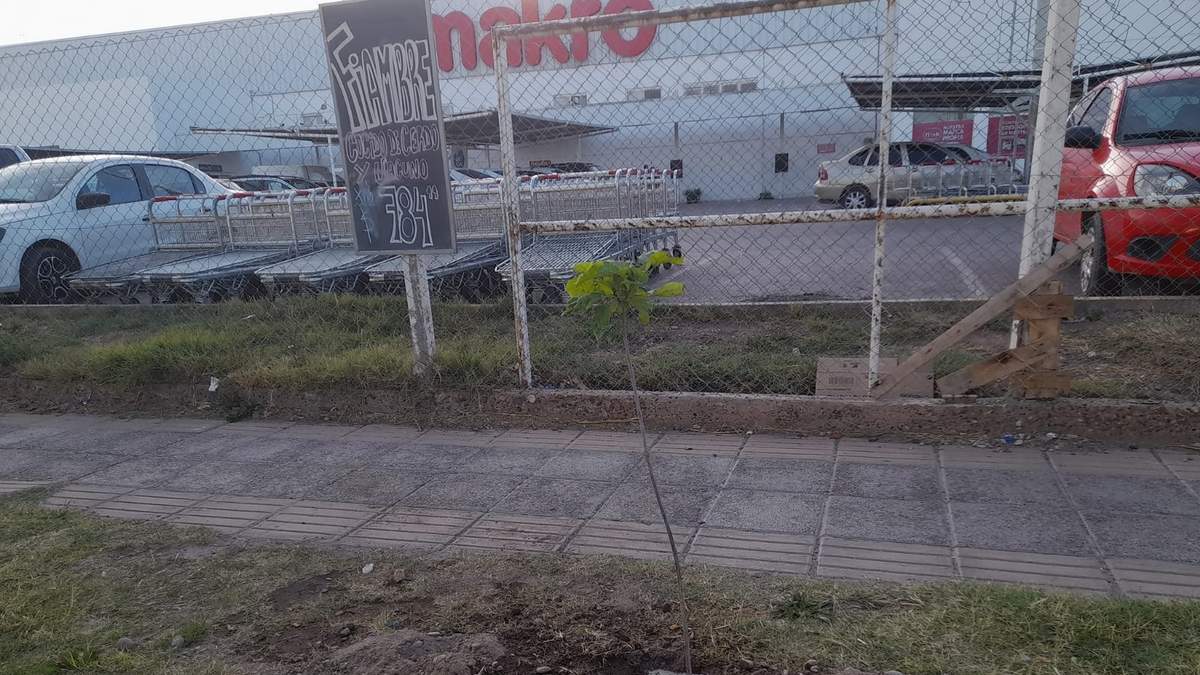 El árbol recién plantado en el frente del hiper. Fuente: (Facebook)