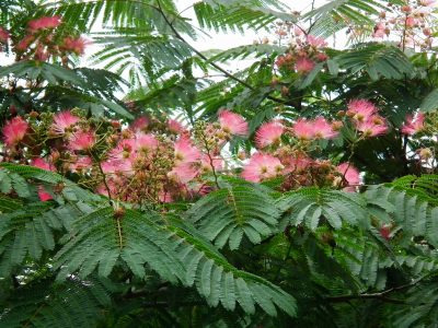 El árbol de crecimiento rápido, con flores divinas, que es perfecto para dar sombra y elegancia a tu jardín