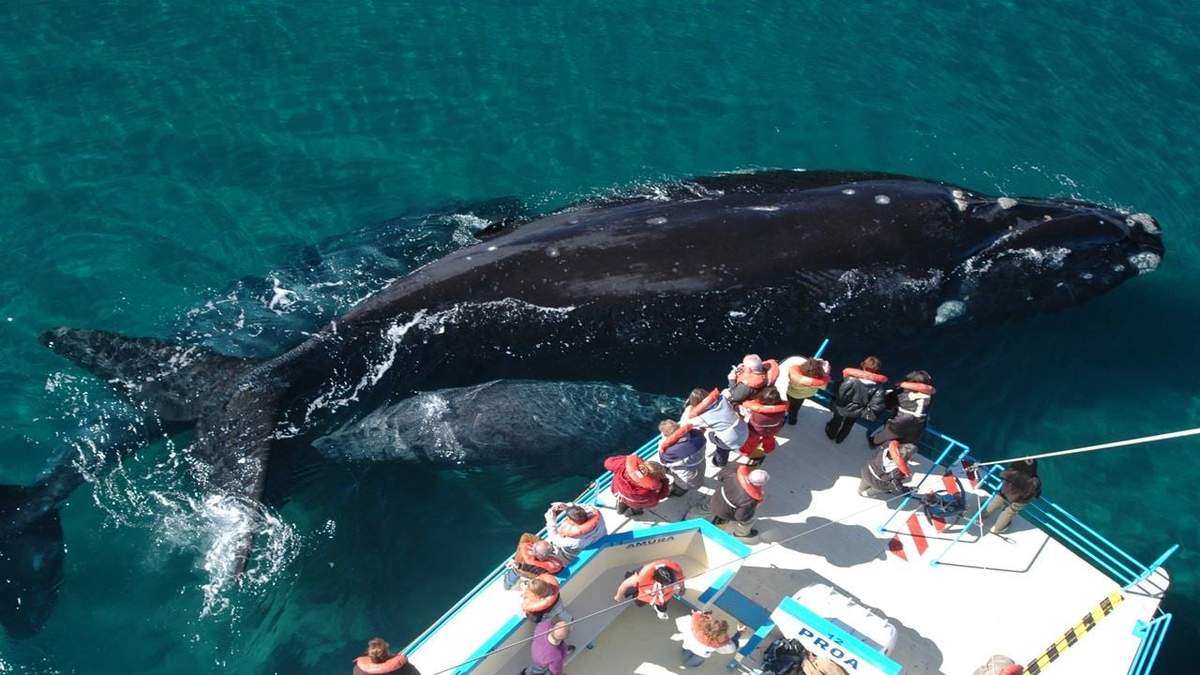 Puerto Madryn. Fuente: (Tangol.com)