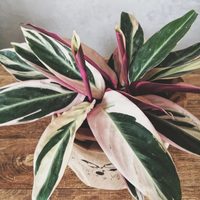 Maranta tricolor: cómo cuidar de esta hermosa planta que atrae salud y buena suerte