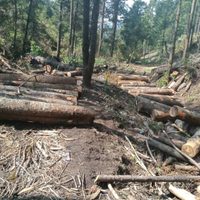 Cerró el gobierno de CDMX 30 madererías y 28 aserraderos clandestinos: Martí Batres