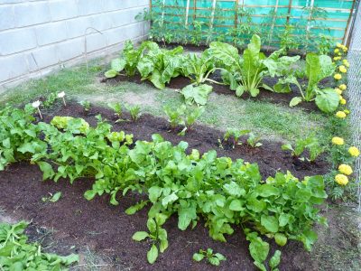 Armá tu propia huerta: las plantas que tenés que sembrar en agosto si querés disfrutar de una buena cosecha