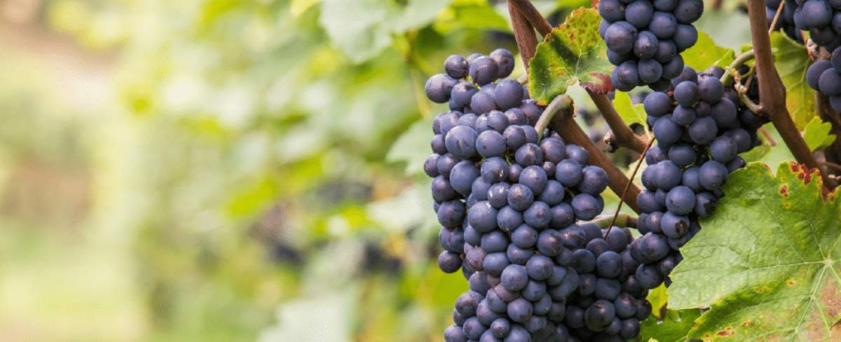 Mes del Pinot Noir. Fuente; (Instagram)