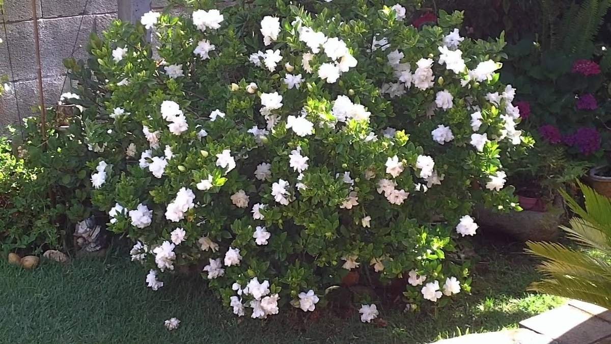 Plantas. Fuente: (X)