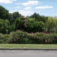 6 arbustos resistentes al frío y al sol que llenan de vida tu jardín y requieren pocos cuidados