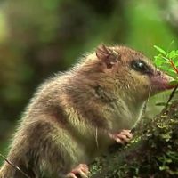 Un monito de monte fue captado por una cámara trampa en Caviahue