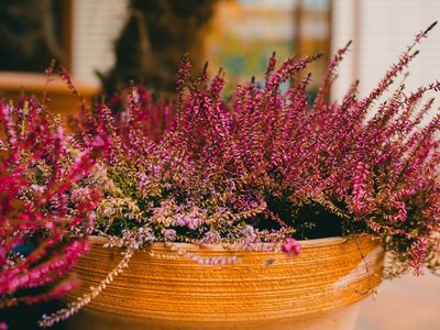 La poderosa planta que quizá no sabías que ayuda a combatir el insomnio y dormir más profundo