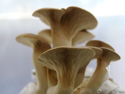 Gírgolas comestibles de la Cordillera
