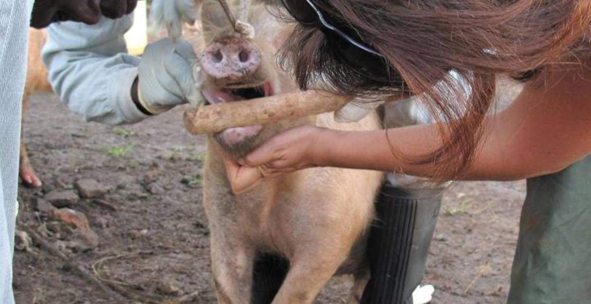 Inspección de la salud de un cerdo en Busia, Kenia occidental en 2010
