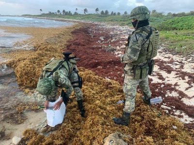 Militares descubren 20 kilos de cocaína entre el sargazo de una playa en Quintana Roo