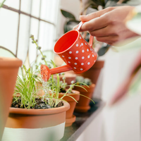 5 hierbas que son buenas para tomar en té, aliviar la pesadez estomacal y mejorar tu digestión
