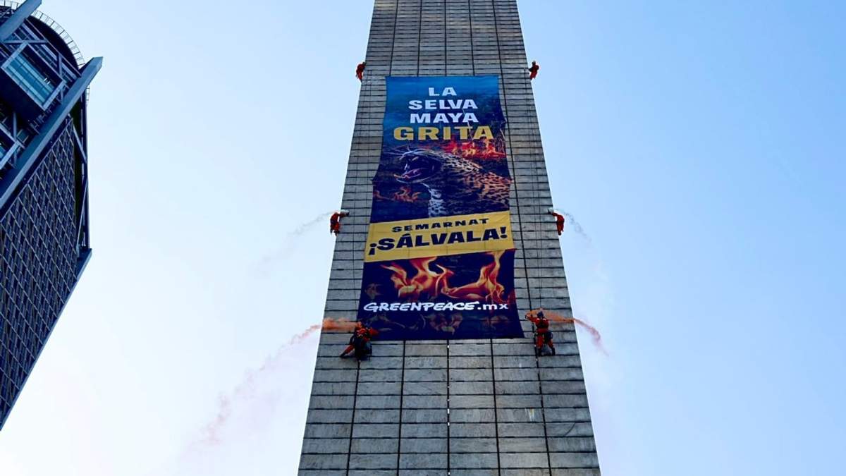 “La Selva Maya grita, SEMARNAT ¡SÁLVALA!”, es la frase que se puede leer en la pancarta que colocaron activistas de Greenpeace