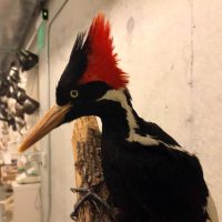 Declaran la extinción permanente de 23 especies animales