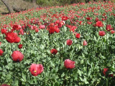 AMLO plantea sustituir plantíos de mariguana y amapola en Guerrero con 'Sembrando Vida'