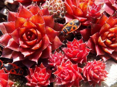 El truco de los viveristas para que este tipo de suculenta cambie a color rojo y sea el atractivo de tu jardín