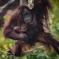 Nace un bebé orangután en zoológico de Reino Unido que podría desencadenar una nueva generación
