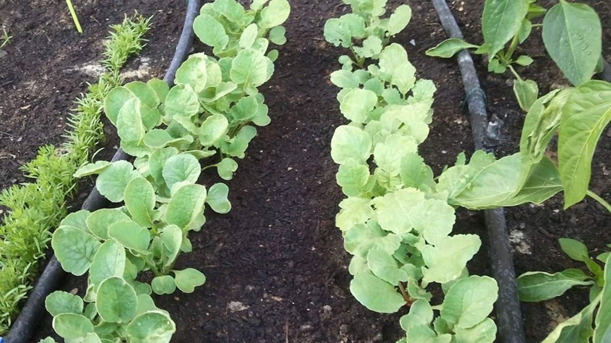 Planta. Fuente: (X)