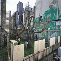 Mural de Banksy con árbol es cubierto tras aparente vandalismo