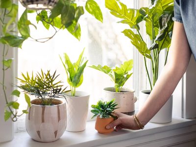 Naturaleza artificial: descubrí cómo elegir las mejores plantas de plástico