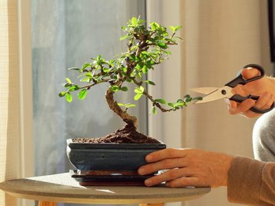 El truco de los jardineros: cómo hacer un bonsái de tu suculenta favorita