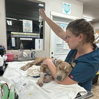 Las mascotas también huyeron de los incendios en Maui; algunas sufrieron heridas