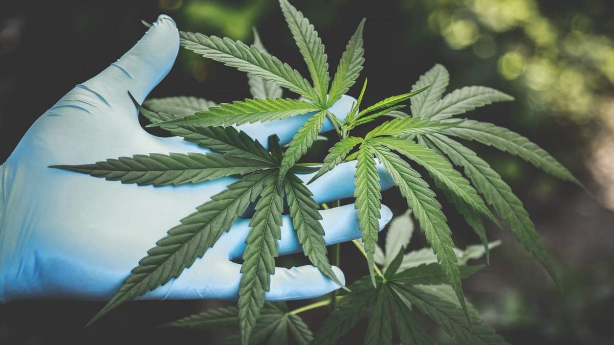 El proyecto sobre la investigación del cultivo de cannabis fue publicado a través de la Resolución 3236/2021. Fuente: (Twitter)