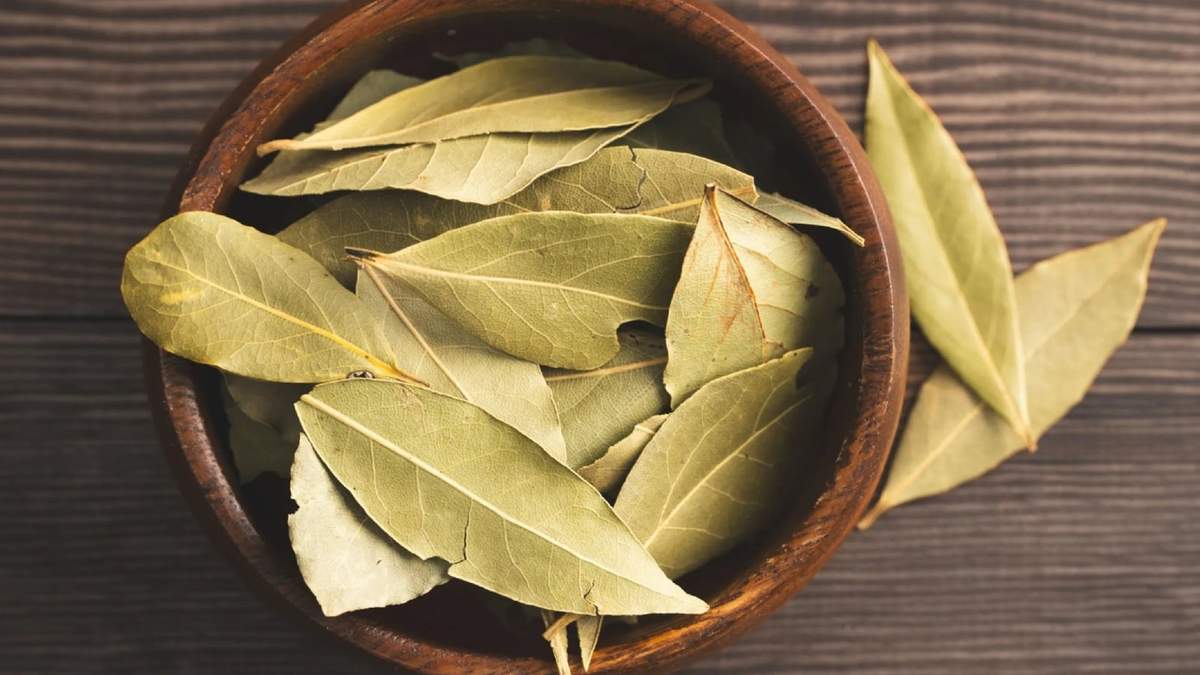 Laurel, planta. Fuente: (Instagram)