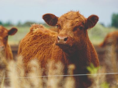Créditos ganaderos en Río Negro: más de $1.200 millones para fortalecer la producción bovina