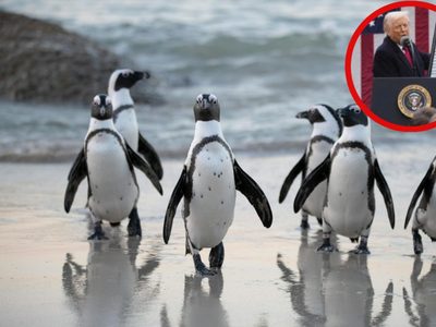 Por esta razón Donald Trump impuso aranceles a islas habitadas por pingüinos