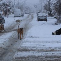 Zapala: cuando la nieve se convierte en un padecimiento