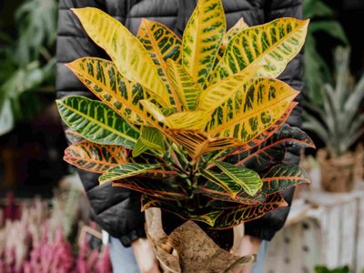 La planta pequeña que es tendencia en decoración y esconde poderosos beneficios para tu salud