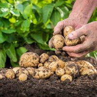 No comprés más y cultivá tus propias papas con este sencillo e infalible truco