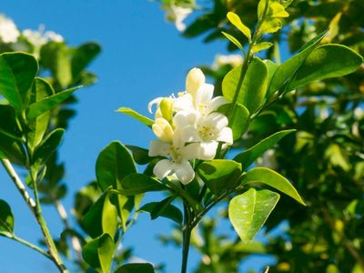 Seguro no lo sabías: el árbol que invade con su aroma y esconde en sus flores grandes beneficios para tu salud
