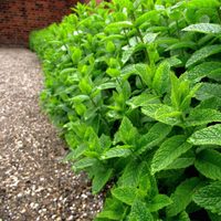 Menta para siempre: la forma más simple de reproducir tu planta y que tenga hojas todo el año