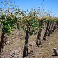 Por el estado de desastre y emergencia agropecuaria el tesoro le entregó $7 mil millones a Mendoza