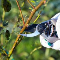 Plantas: lo tenés que hacer ahora en tu jardín si querés muchas flores hermosas en primavera