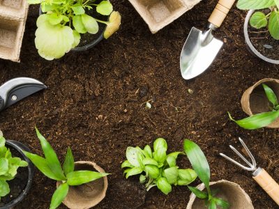 Xerojardinería: descubrí cómo construir espacios verdes más sostenibles
