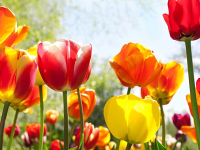 Las plantas con flores que tenés que sembrar si querés tu huerta sana y hermosa en primavera-verano