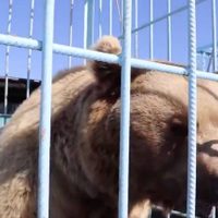 Osos pardos se lanzan contra personas que atestiguaban su liberación (Video)