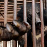 Corea del Sur pondrá fin a la cría de osos y a la extracción de su bilis