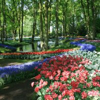 Esplendor en el jardín de tulipanes más grande de Holanda