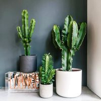 Suculentas y Feng Shui: cuáles son las mejores crasas para la armonía en el hogar