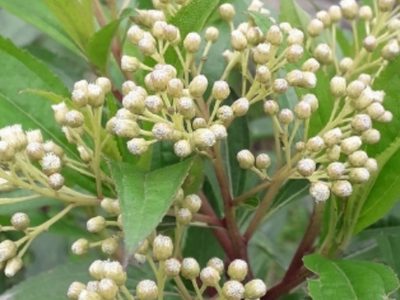 La hermosa planta coquette de pocos cuidados que llena tu casa de visitas impensadas
