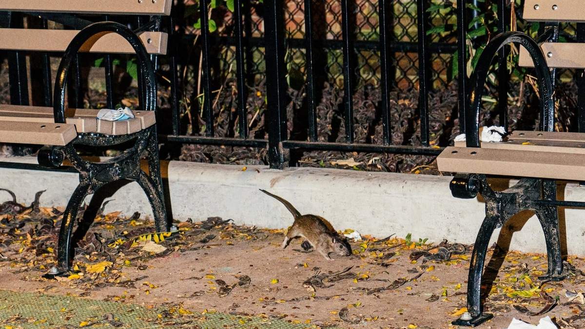 Rata en Nueva York. Fuente: (Twitter)