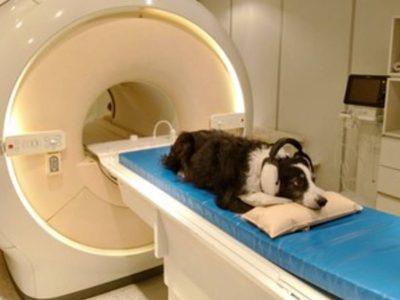 Los cerebros de los perros pueden distinguir entre idiomas