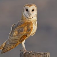 Curiosidades sobre la Lechuza: el ave que es capaz de volar en silencio y ahuyenta a los ratones