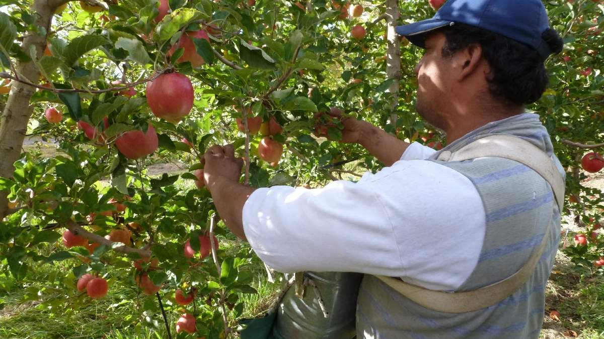 La venta de peras y manzanas se ha visto muy afectada por la guerra en Ucrania. Fuente: (INTA)