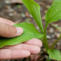 3 poderosos rituales que tenés que hacer con la planta de jengibre para protegerte vos y a tu hogar