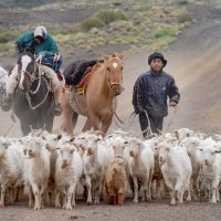 Productores laneros acompañados por el Gobierno para la comercialización de la lana